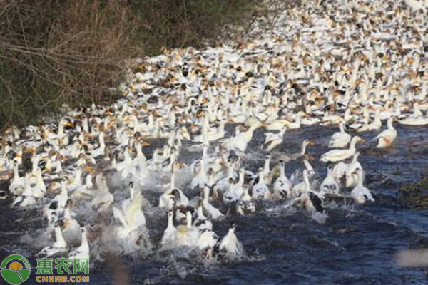 养鸭成本一只多少钱