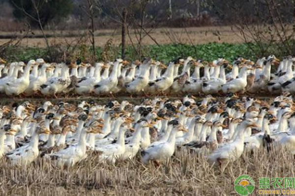 养鸭成本一只多少钱