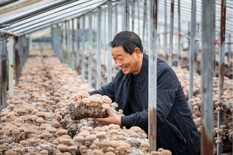 茶树菇如何种植技术