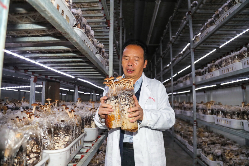 茶树菇如何种植技术