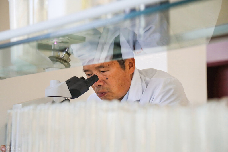 茶树菇如何种植技术