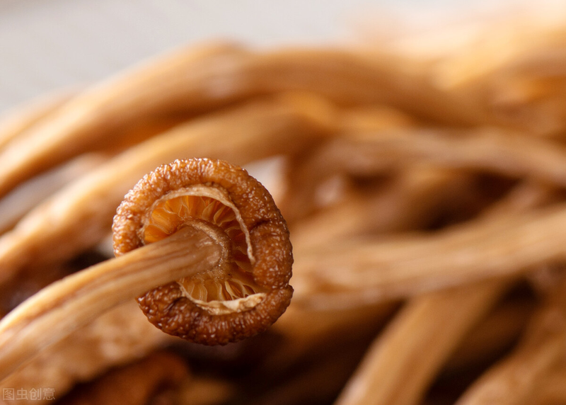 茶树菇如何种植技术