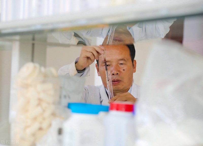 茶树菇如何种植技术