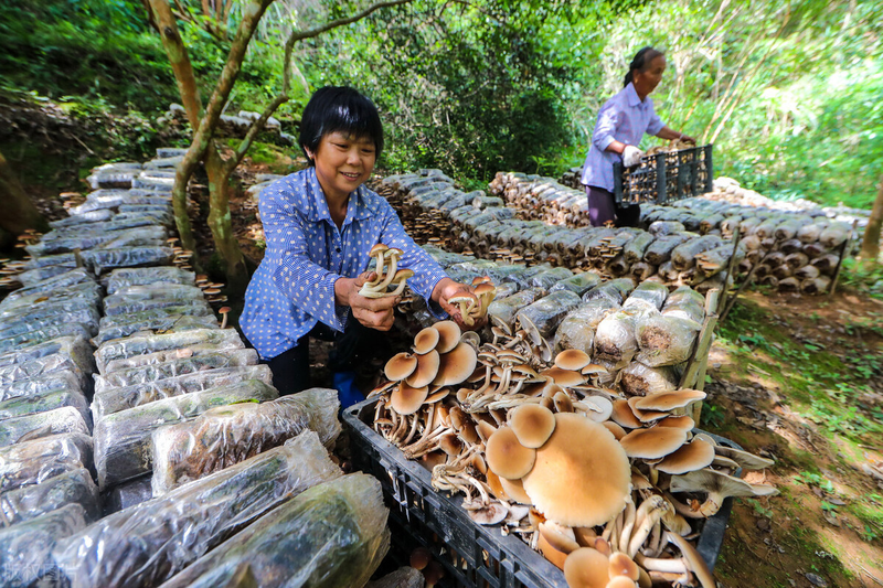 茶树菇如何种植技术