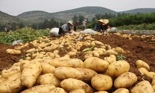 土豆种植技术