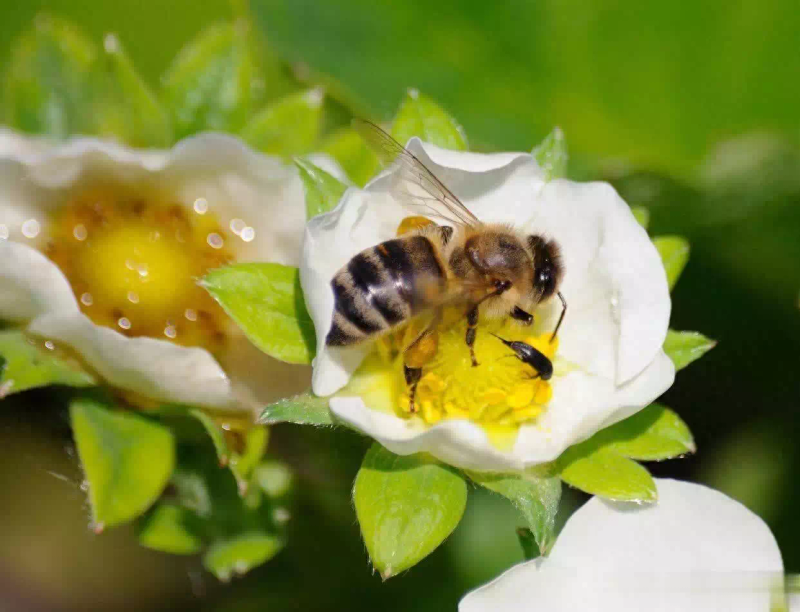 冬季大棚草莓放养蜜蜂传粉技术措施