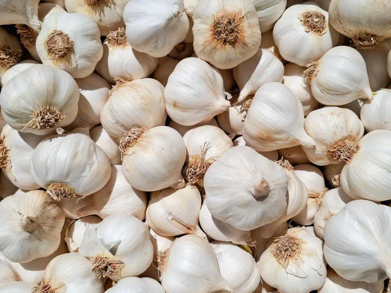 Northeast garlic growing technology