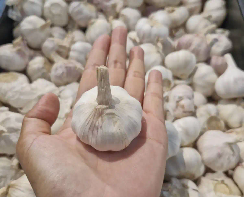 Northeast garlic growing technology