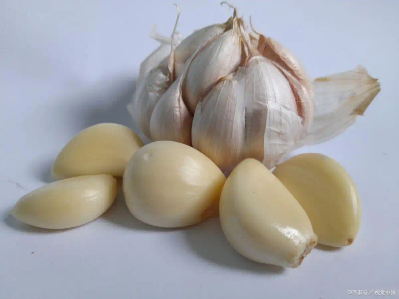 Northeast garlic growing technology