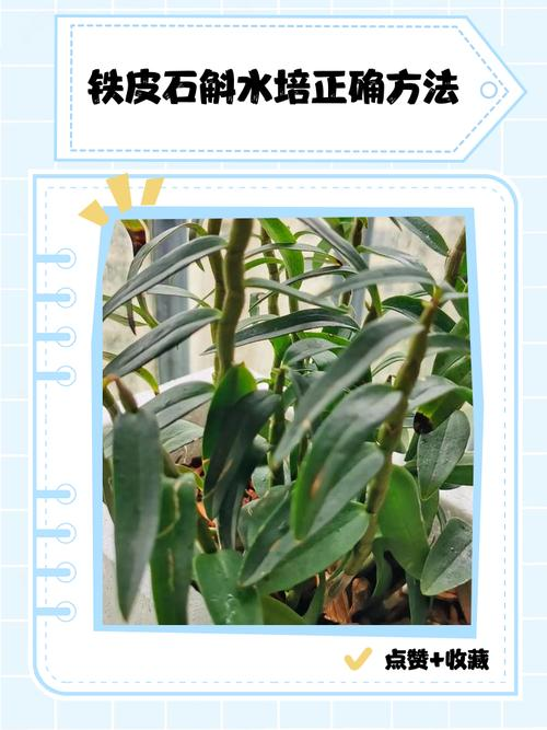 30 methods of planting iron and stone