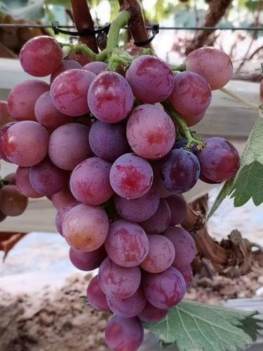The method of cultivation of summer black grapes