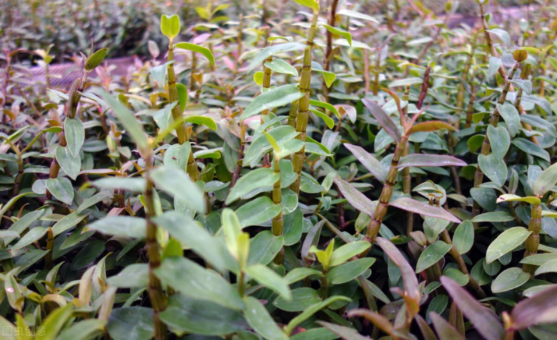 30 methods of planting iron and stone