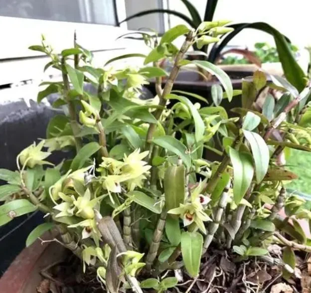 30 methods of planting iron and stone