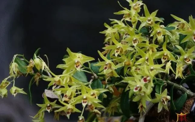 30 methods of planting iron and stone