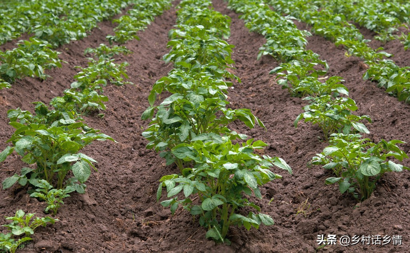 土豆种植技术