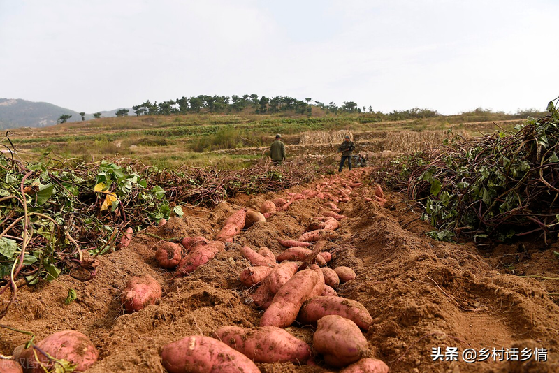 土豆种植技术