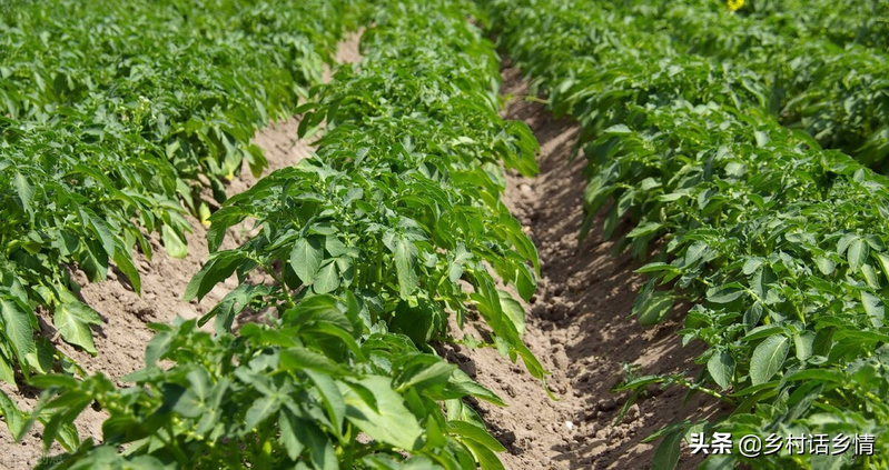 土豆种植技术