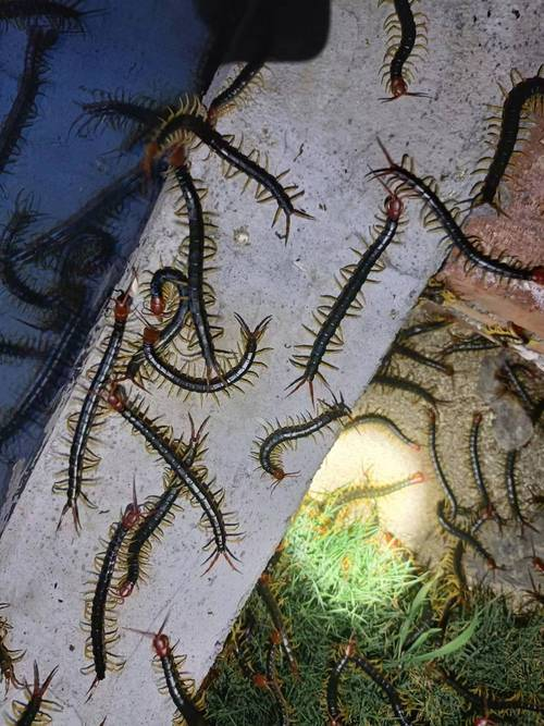 2025热门的金头蜈蚣农业养殖项目行业实力榜