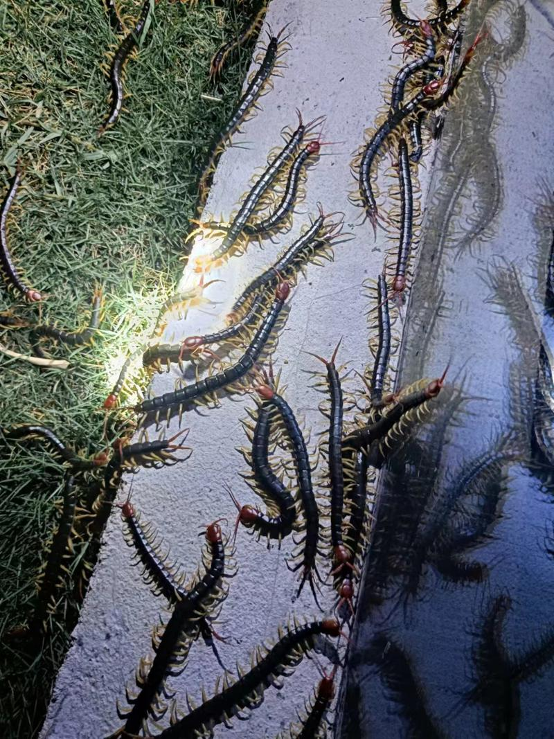 蜈蚣养殖行情