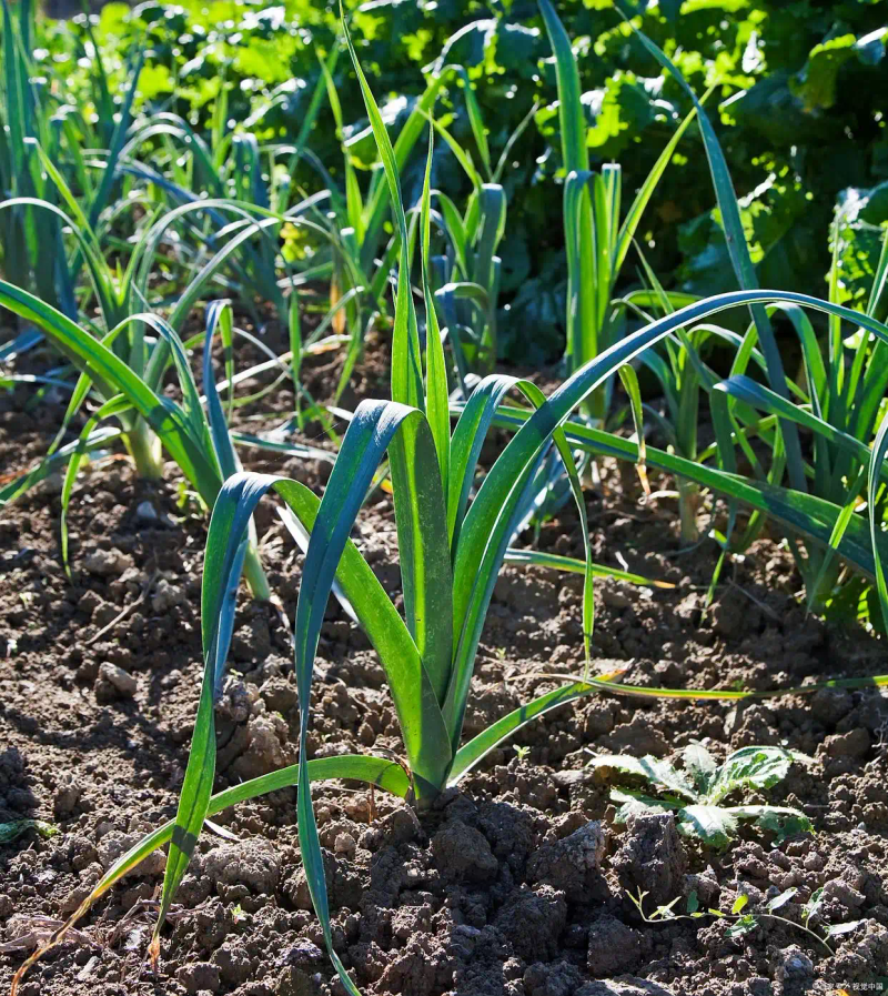 Northeast garlic growing technology