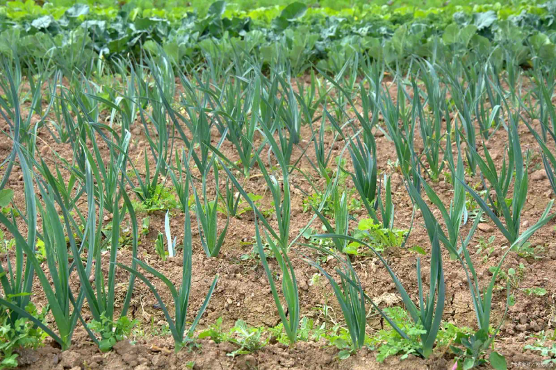Northeast garlic growing technology