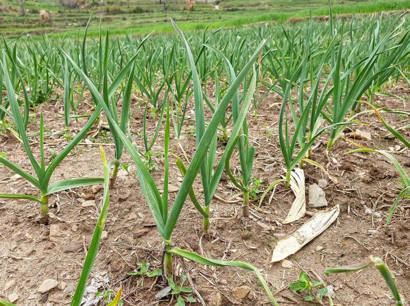 Northeast garlic growing technology