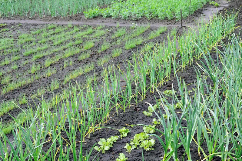 Northeast garlic growing technology