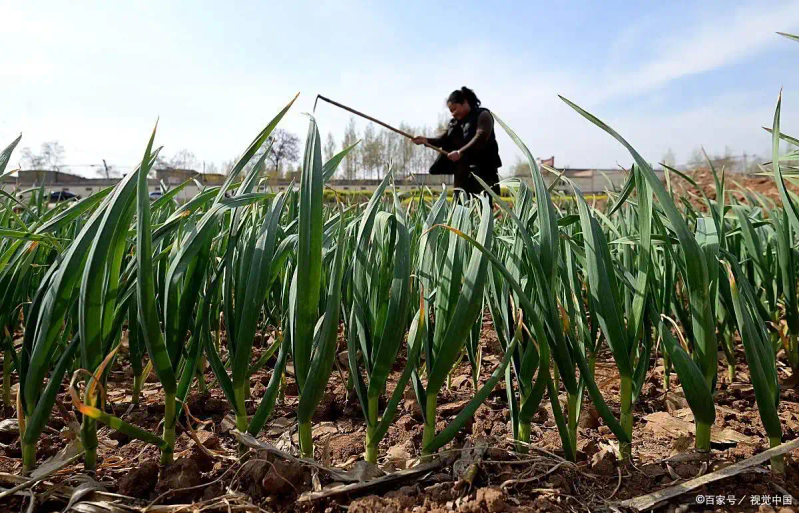 Northeast garlic growing technology