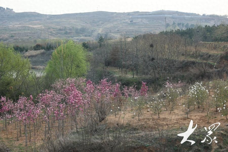 Tamran seed farming techniques