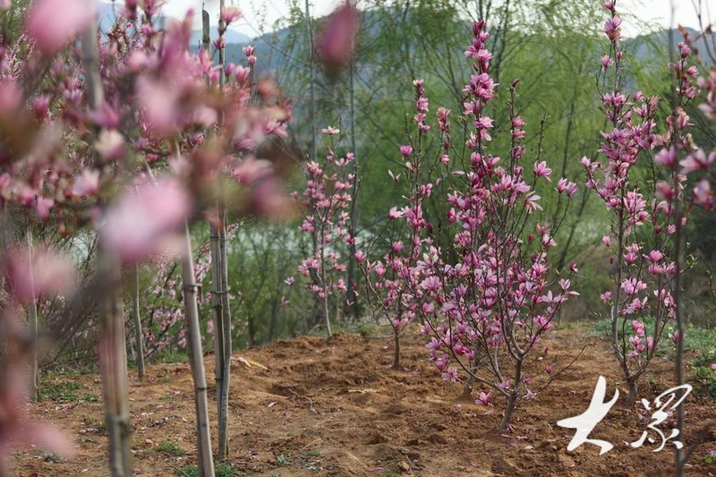 Tamran seed farming techniques