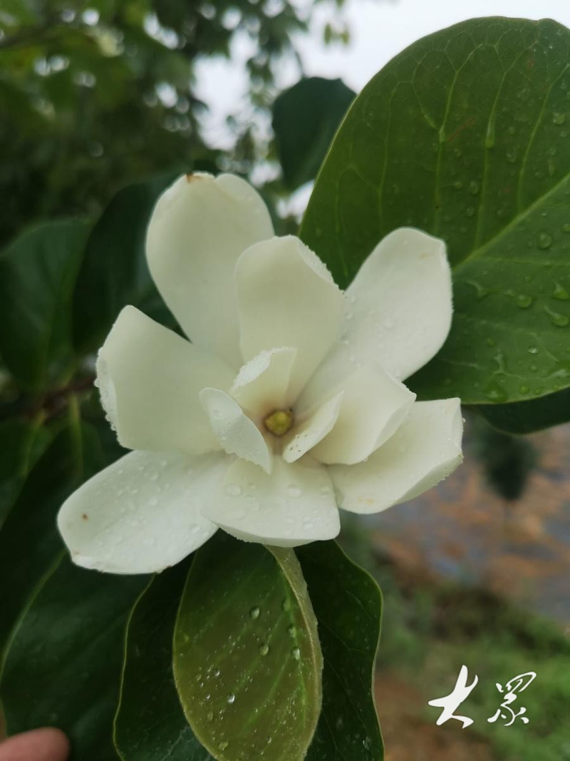 Tamran seed farming techniques