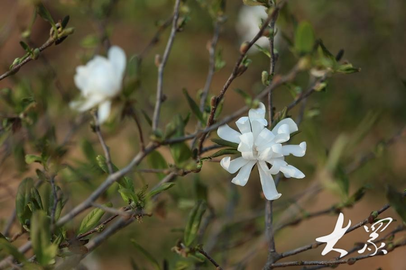 Tamran seed farming techniques
