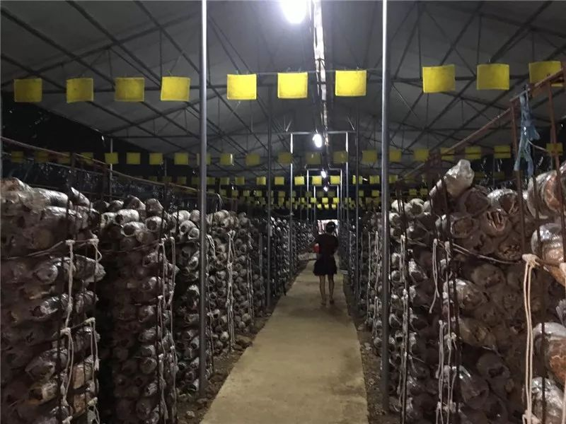 How to grow tea mushrooms