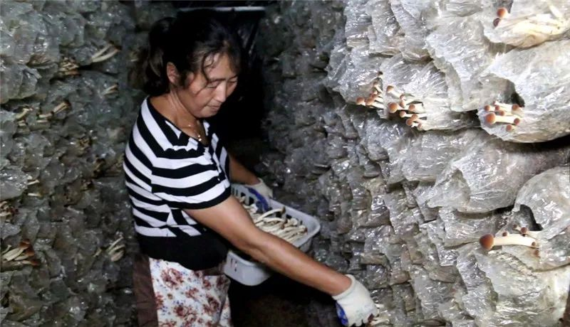 How to grow tea mushrooms