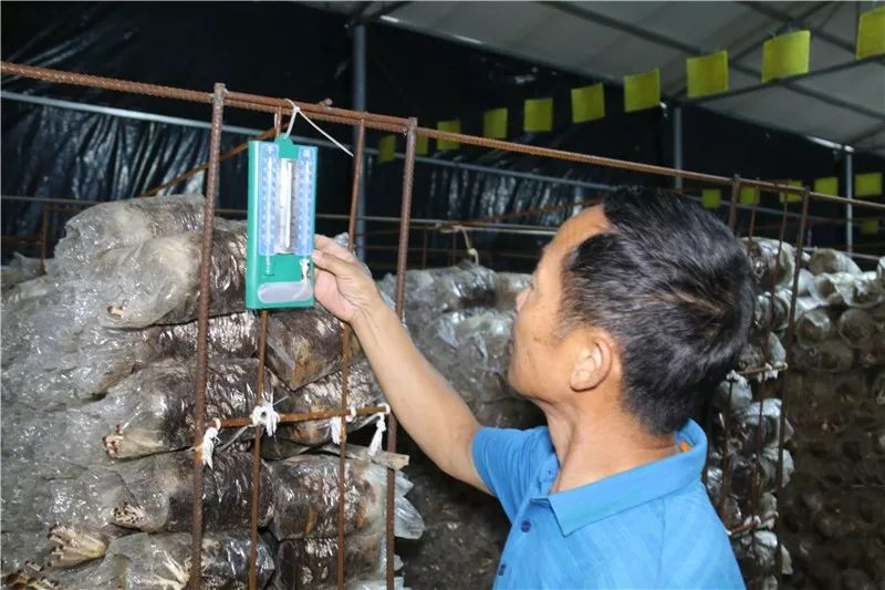 How to grow tea mushrooms