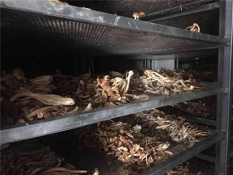 How to grow tea mushrooms