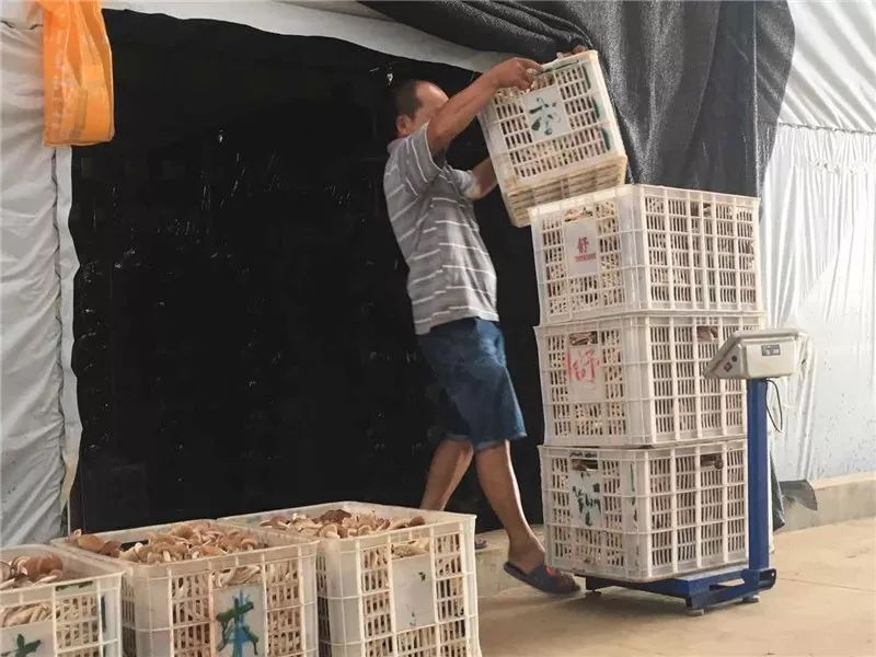 How to grow tea mushrooms