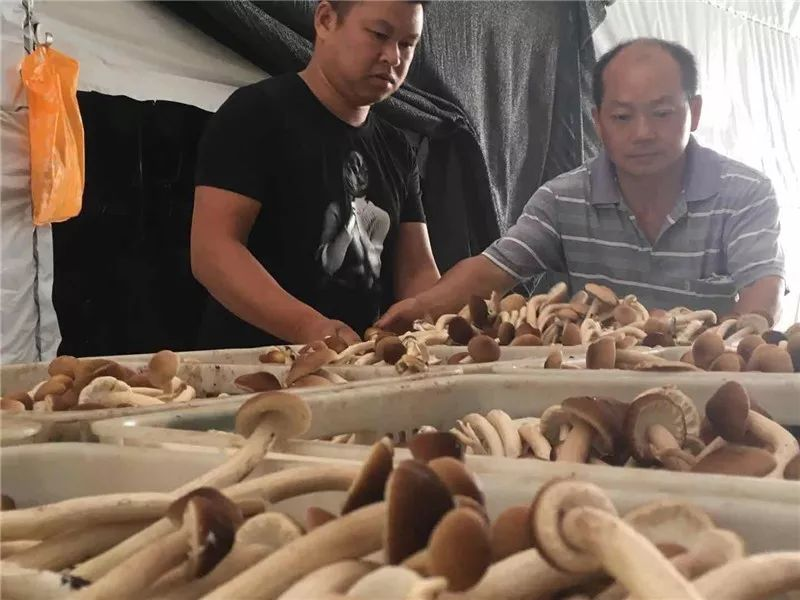 How to grow tea mushrooms