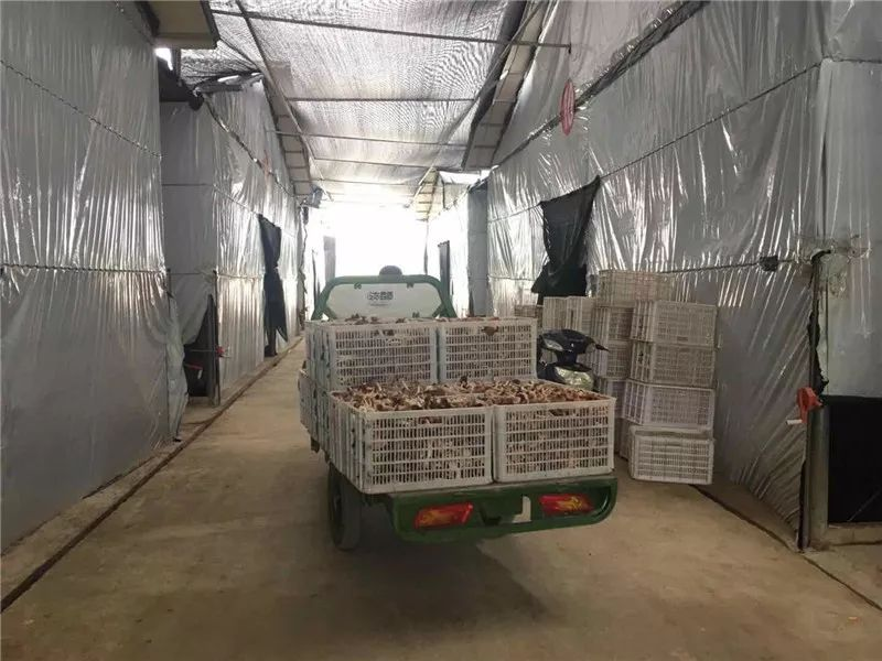 How to grow tea mushrooms