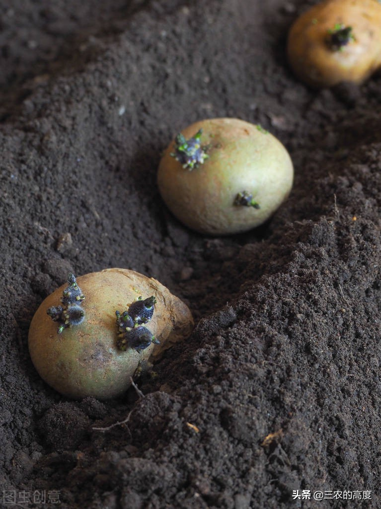 土豆种植技术