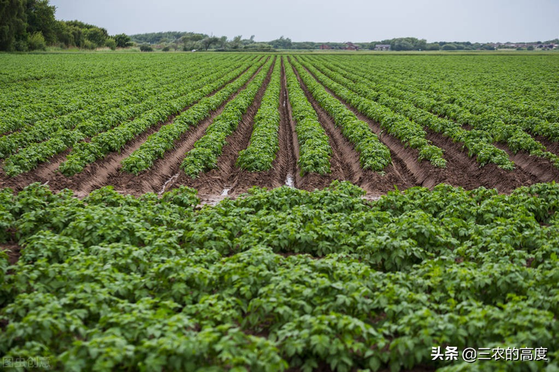 土豆种植技术