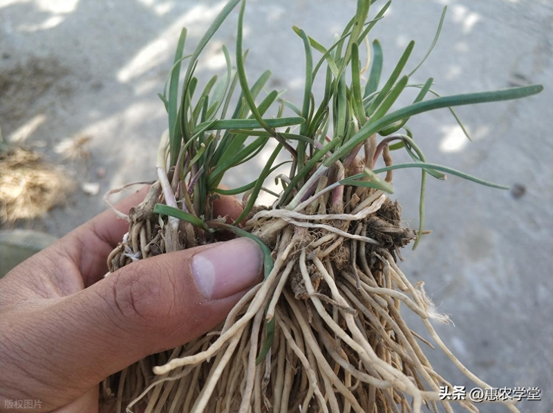 韭菜种植最简单方法