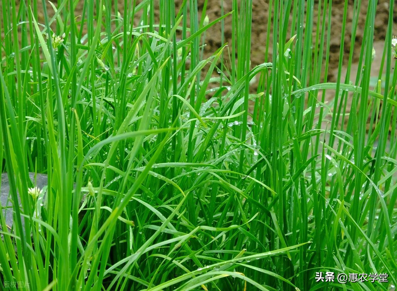 韭菜种植最简单方法