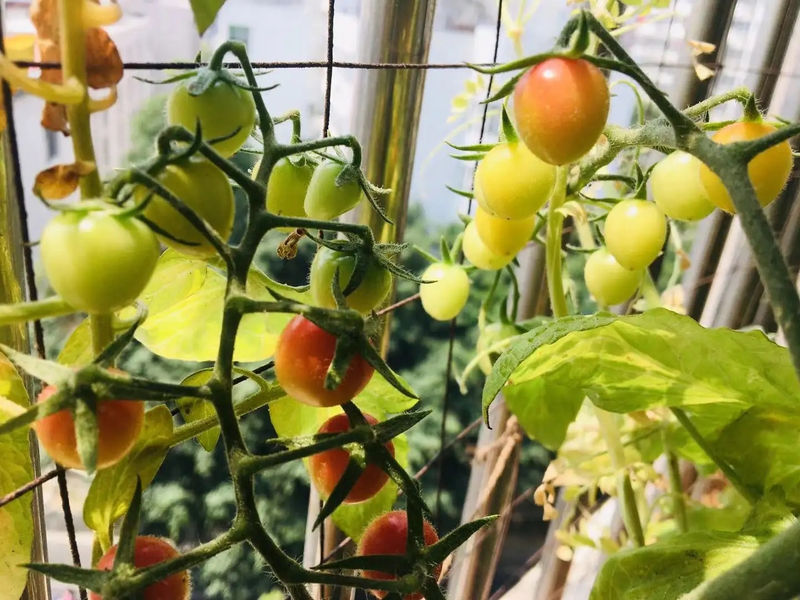 A fruit tree for the balcony