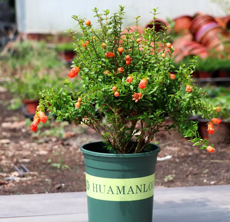 A fruit tree for the balcony