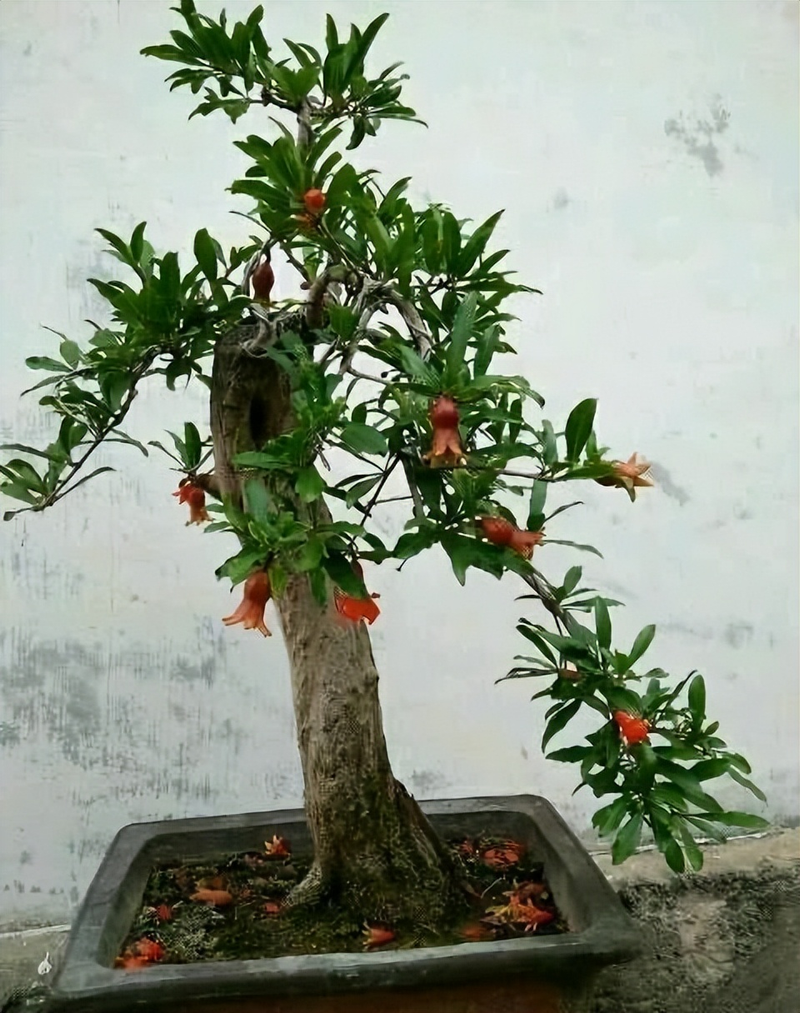 A fruit tree for the balcony