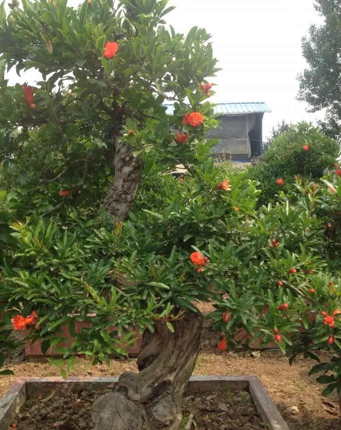 A fruit tree for the balcony