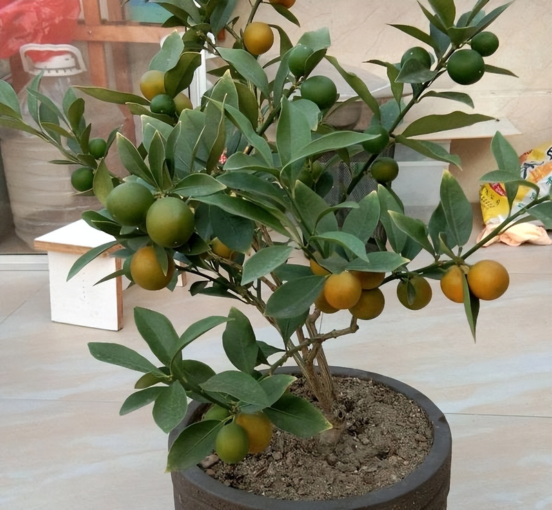 A fruit tree for the balcony