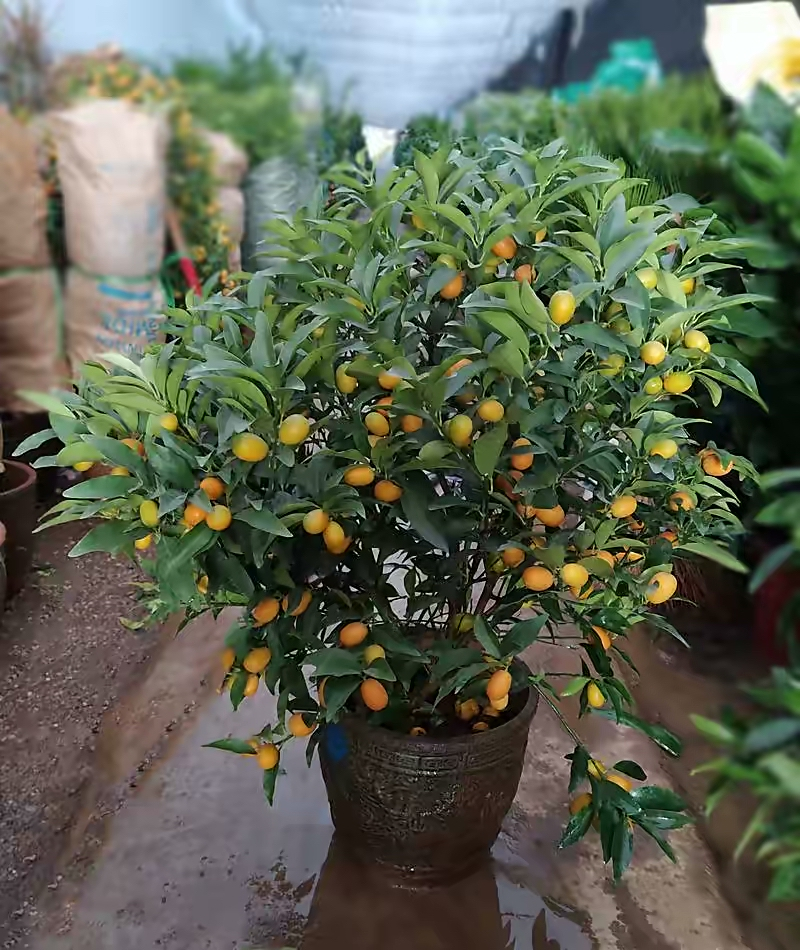 A fruit tree for the balcony