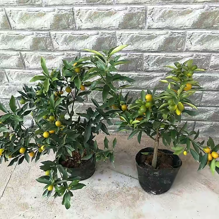 A fruit tree for the balcony